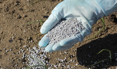 おいしいみかんの為の化成肥料の調整